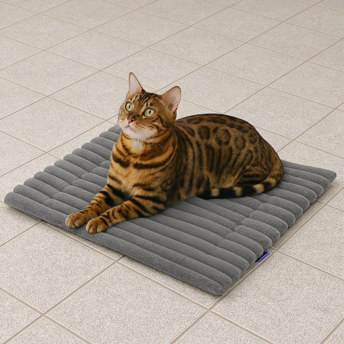 Bengal Bengal