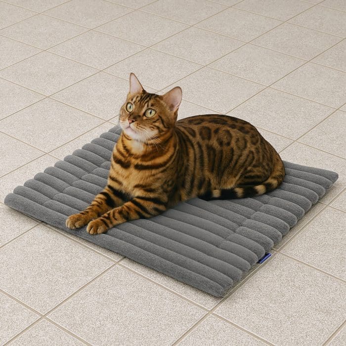 Bengal Bengal