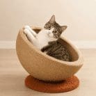cat-scratching-nest